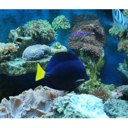 Zebrasoma Xanthurum L